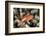 Arc-Eye Hawkfish (Paracirrhites Arcatus), Matangi Island, Vanua Levu, Fiji, Pacific-Louise Murray-Framed Photographic Print