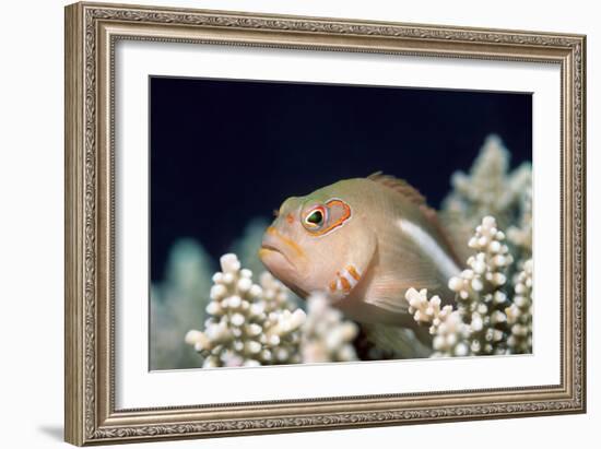 Arc-eye Hawkfish-Georgette Douwma-Framed Photographic Print