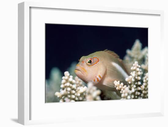 Arc-eye Hawkfish-Georgette Douwma-Framed Photographic Print