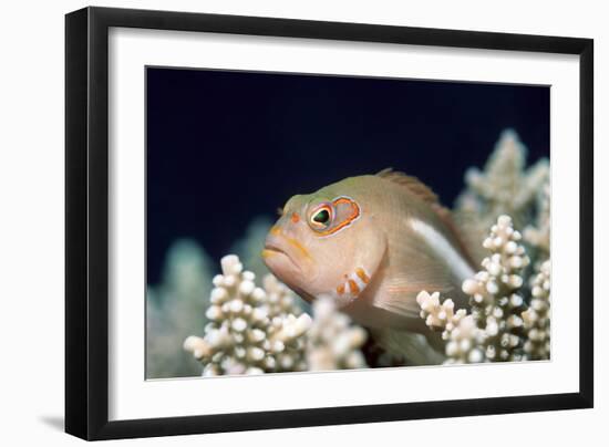 Arc-eye Hawkfish-Georgette Douwma-Framed Photographic Print