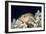 Arc-eye Hawkfish-Georgette Douwma-Framed Photographic Print