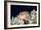 Arc-eye Hawkfish-Georgette Douwma-Framed Photographic Print