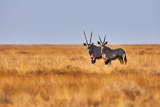 Two Beautiful Oryx in the Savannah of Etosha National Park in Namibia-ArCaLu-Framed Photographic Print