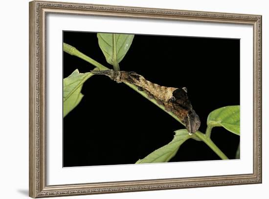 Archaeoprepona Demophon (One-Spotted Prepona, Banded King Shoemaker) - Caterpillar-Paul Starosta-Framed Photographic Print