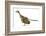 Archaeopteryx Dinosaur, Artwork-null-Framed Photographic Print