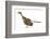 Archaeopteryx Dinosaur, Artwork-null-Framed Photographic Print