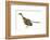 Archaeopteryx Dinosaur, Artwork-null-Framed Photographic Print