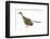 Archaeopteryx Dinosaur, Artwork-null-Framed Photographic Print