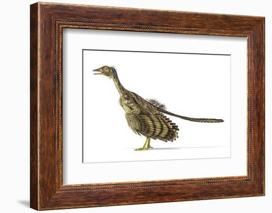 Archaeopteryx Dinosaur, Artwork-null-Framed Photographic Print