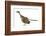 Archaeopteryx Dinosaur, Artwork-null-Framed Photographic Print