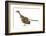 Archaeopteryx Dinosaur, Artwork-null-Framed Photographic Print