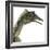 Archaeopteryx Is a Carnivorous Bird That Lived During the Jurassic Period-Stocktrek Images-Framed Premium Giclee Print