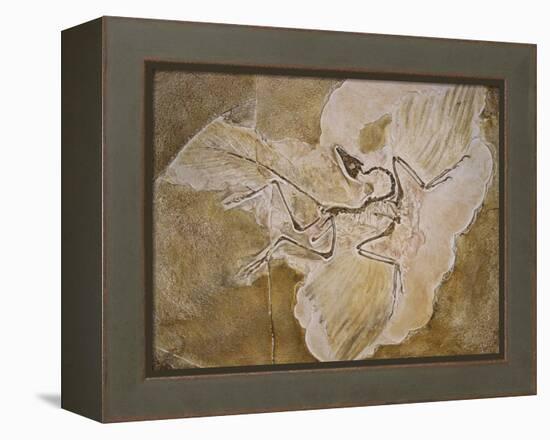 Archaeopteryx Lithographica Fossil-Naturfoto Honal-Framed Premier Image Canvas