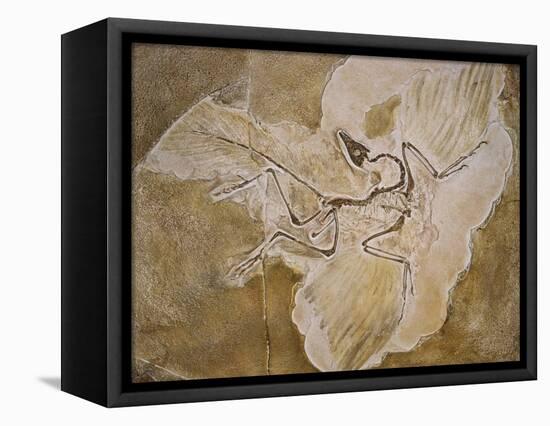 Archaeopteryx Lithographica Fossil-Naturfoto Honal-Framed Premier Image Canvas