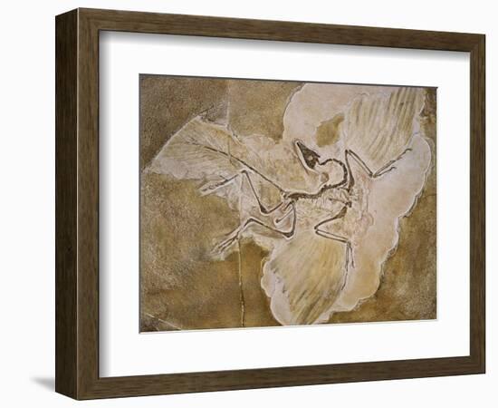 Archaeopteryx Lithographica Fossil-Naturfoto Honal-Framed Photographic Print