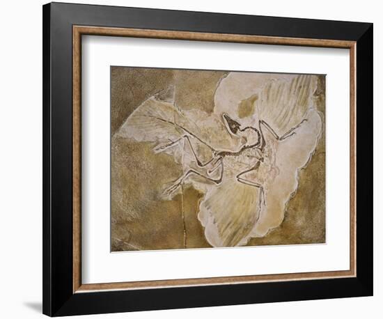 Archaeopteryx Lithographica Fossil-Naturfoto Honal-Framed Photographic Print