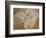 Archaeopteryx Lithographica Fossil-Naturfoto Honal-Framed Photographic Print