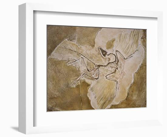 Archaeopteryx Lithographica Fossil-Naturfoto Honal-Framed Photographic Print