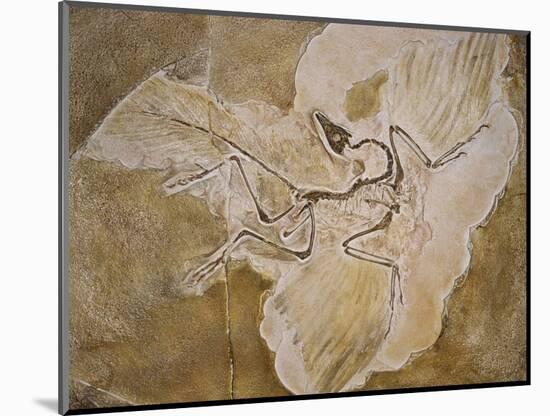 Archaeopteryx Lithographica Fossil-Naturfoto Honal-Mounted Photographic Print