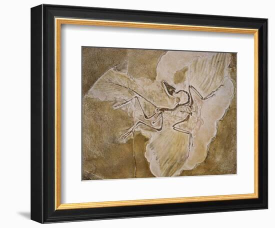 Archaeopteryx Lithographica Fossil-Naturfoto Honal-Framed Photographic Print