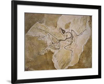 archaeopteryx lithographica fossil