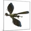 Archaeopteryx Prehistoric Bird-Stocktrek Images-Mounted Art Print