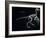 Archaeopteryx Skeleton, Dinosaurs-Encyclopaedia Britannica-Framed Art Print