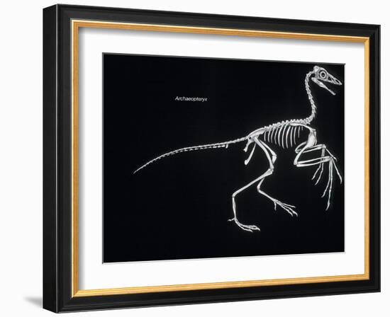 Archaeopteryx Skeleton, Dinosaurs-Encyclopaedia Britannica-Framed Art Print