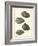 Arche Shells, Pl.306-Diderot-Framed Art Print
