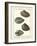 Arche Shells, Pl.306-Diderot-Framed Art Print