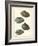 Arche Shells, Pl.306-Diderot-Framed Art Print