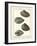 Arche Shells, Pl.306-Diderot-Framed Art Print