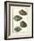 Arche Shells, Pl.306-Diderot-Framed Art Print