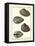 Arche Shells, Pl.306-Diderot-Framed Stretched Canvas