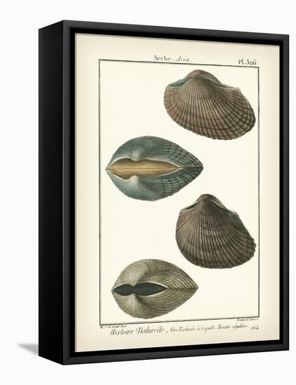 Arche Shells, Pl.306-Diderot-Framed Stretched Canvas