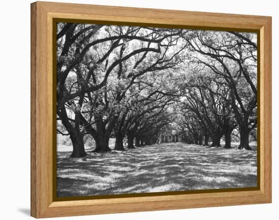 Arched Path of Trees on Plantation Site-Philip Gendreau-Framed Premier Image Canvas