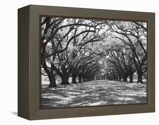 Arched Path of Trees on Plantation Site-Philip Gendreau-Framed Premier Image Canvas