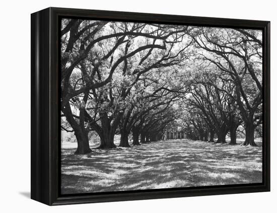 Arched Path of Trees on Plantation Site-Philip Gendreau-Framed Premier Image Canvas