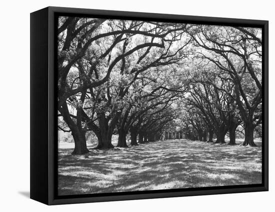 Arched Path of Trees on Plantation Site-Philip Gendreau-Framed Premier Image Canvas