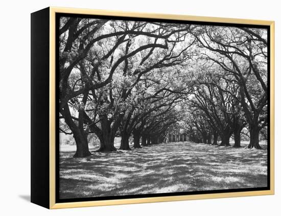 Arched Path of Trees on Plantation Site-Philip Gendreau-Framed Premier Image Canvas