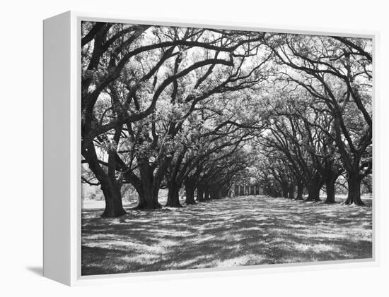 Arched Path of Trees on Plantation Site-Philip Gendreau-Framed Premier Image Canvas