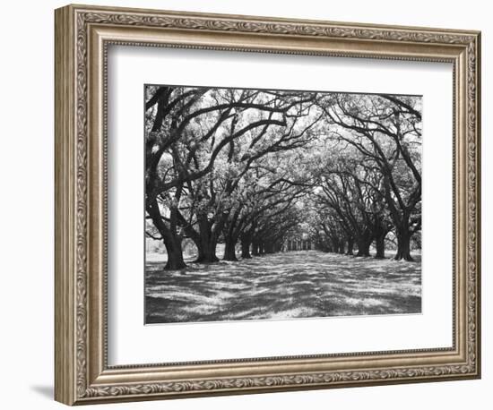 Arched Path of Trees on Plantation Site-Philip Gendreau-Framed Photographic Print