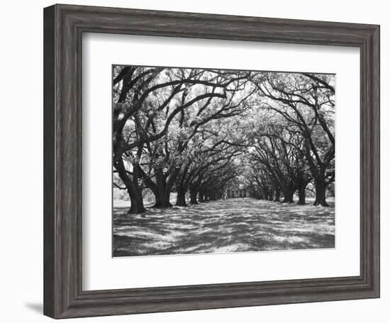 Arched Path of Trees on Plantation Site-Philip Gendreau-Framed Photographic Print