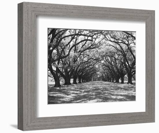 Arched Path of Trees on Plantation Site-Philip Gendreau-Framed Photographic Print