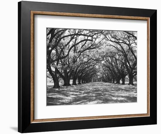 Arched Path of Trees on Plantation Site-Philip Gendreau-Framed Photographic Print