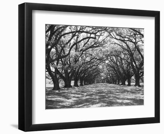 Arched Path of Trees on Plantation Site-Philip Gendreau-Framed Photographic Print