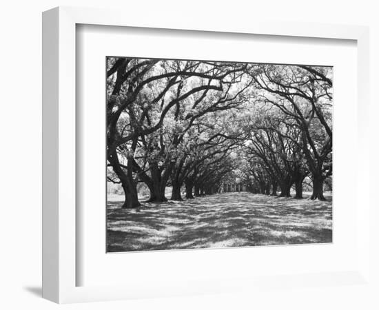 Arched Path of Trees on Plantation Site-Philip Gendreau-Framed Photographic Print