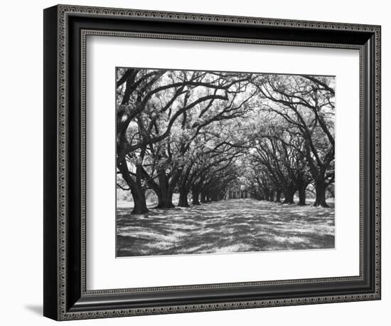 Arched Path of Trees on Plantation Site-Philip Gendreau-Framed Photographic Print