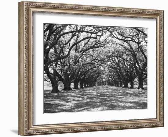 Arched Path of Trees on Plantation Site-Philip Gendreau-Framed Photographic Print