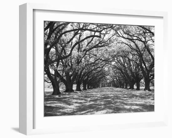 Arched Path of Trees on Plantation Site-Philip Gendreau-Framed Photographic Print